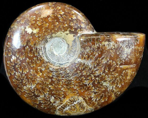 Cleoniceras Ammonite Fossil - Madagascar #44464
